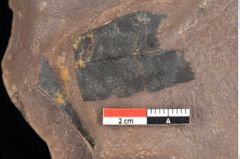 Foto (Detailsansicht) von Quercus palaeoilex Ettingshausen (NHMW-GEO-2024-0188-0773)